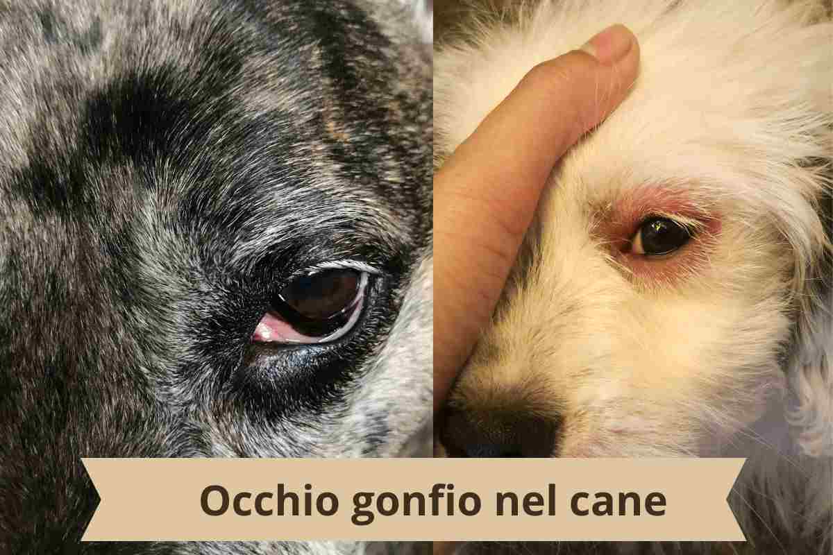 Occhi del cane gonfio e rosso