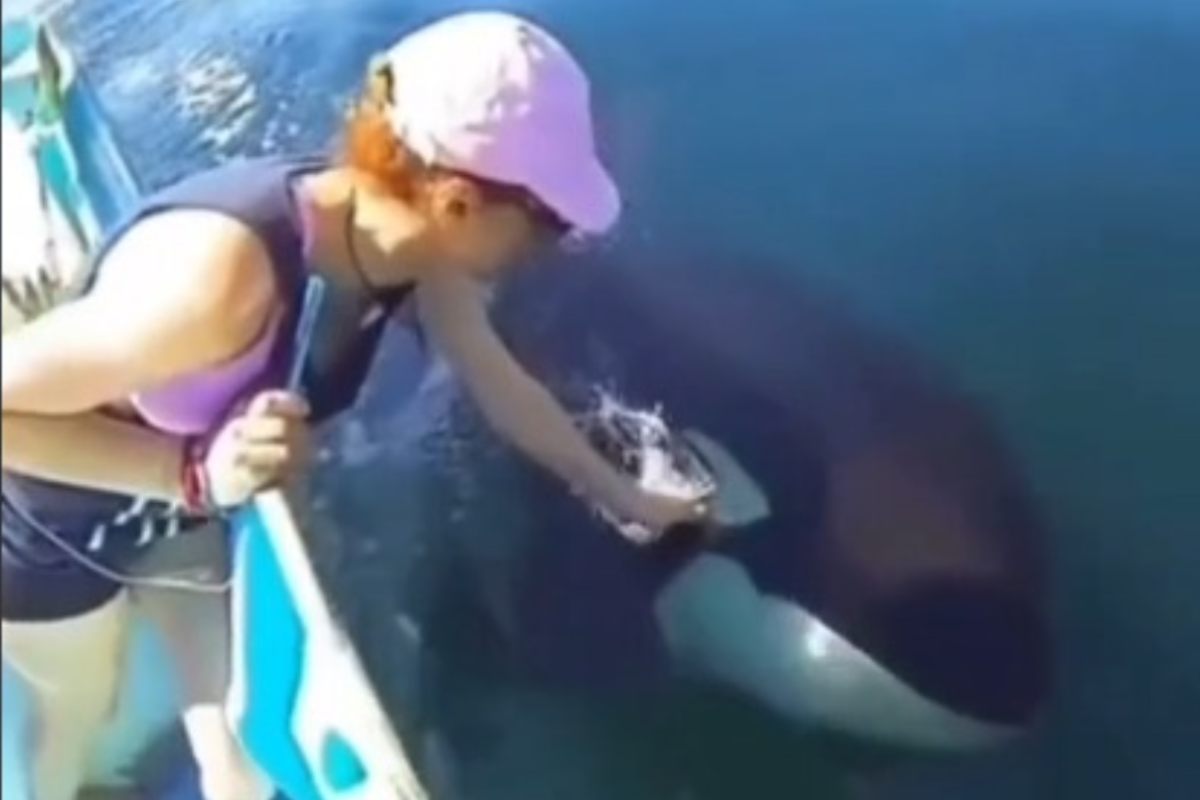 L'orca che chiede aiuto ai turisti