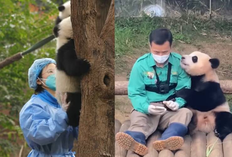 Lavoro da panda-sitter