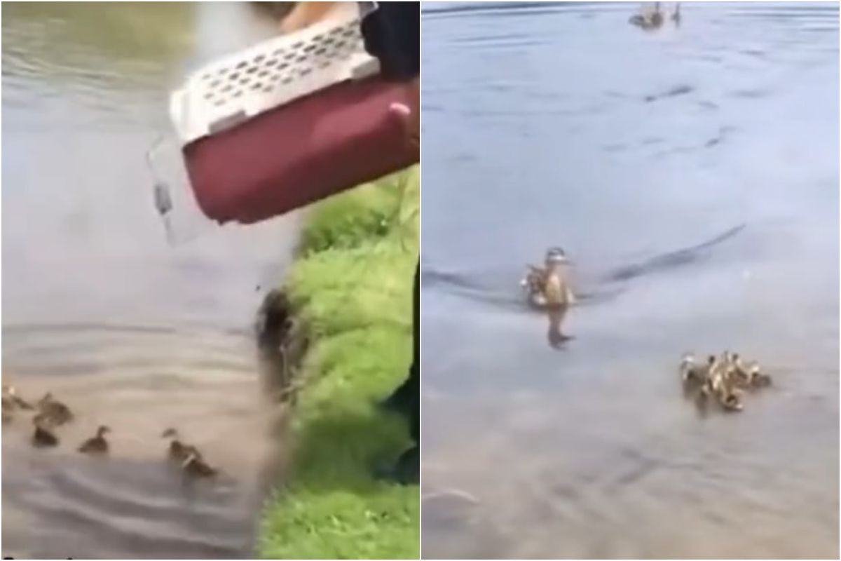 Mamma papera raggiunge i pulcini orfani