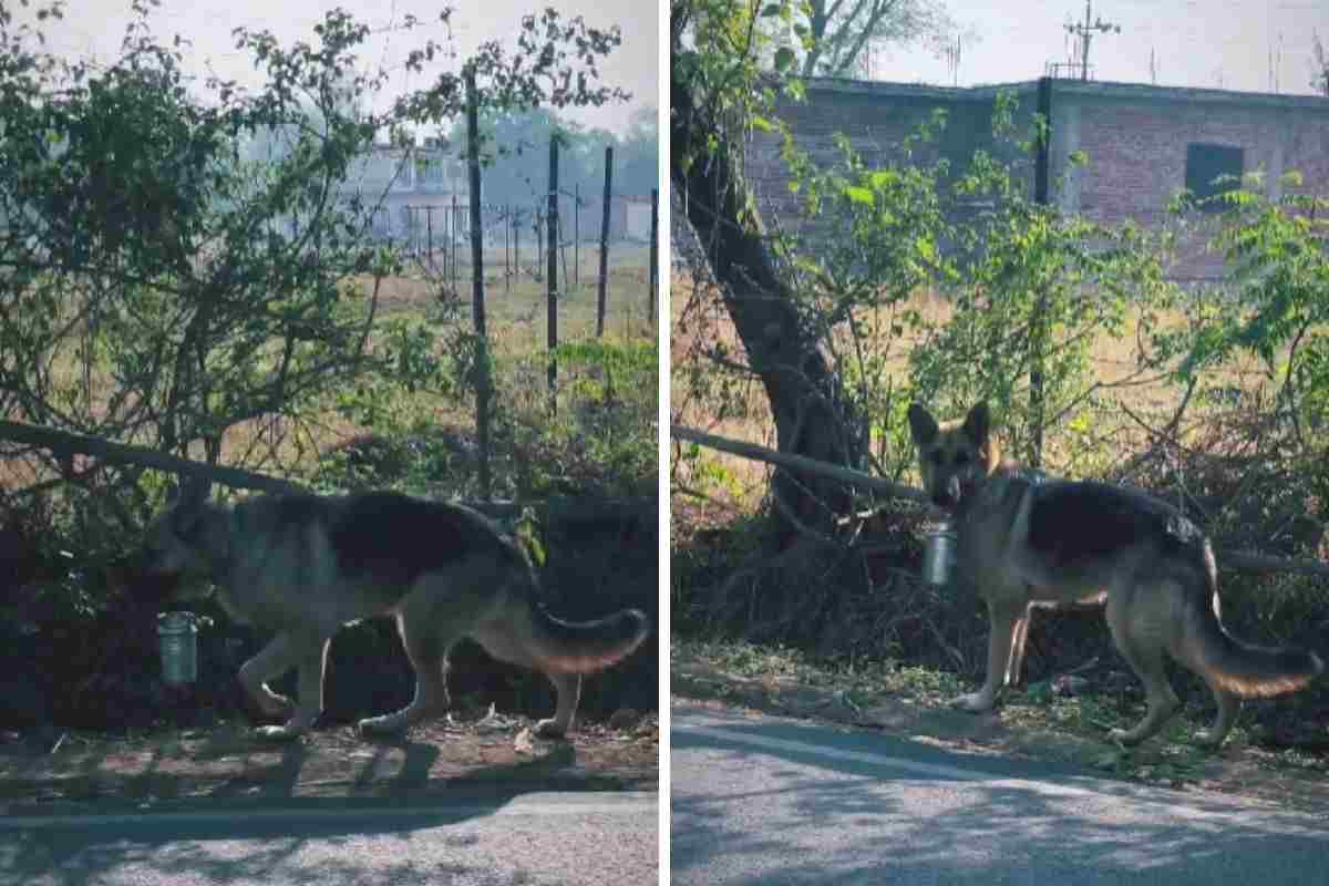 Cane porta il pranzo