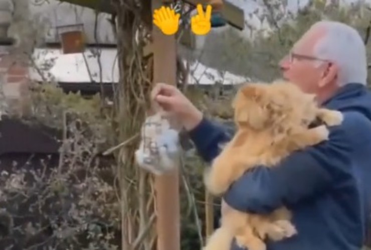 Pelo del gatto per gli uccellini, video