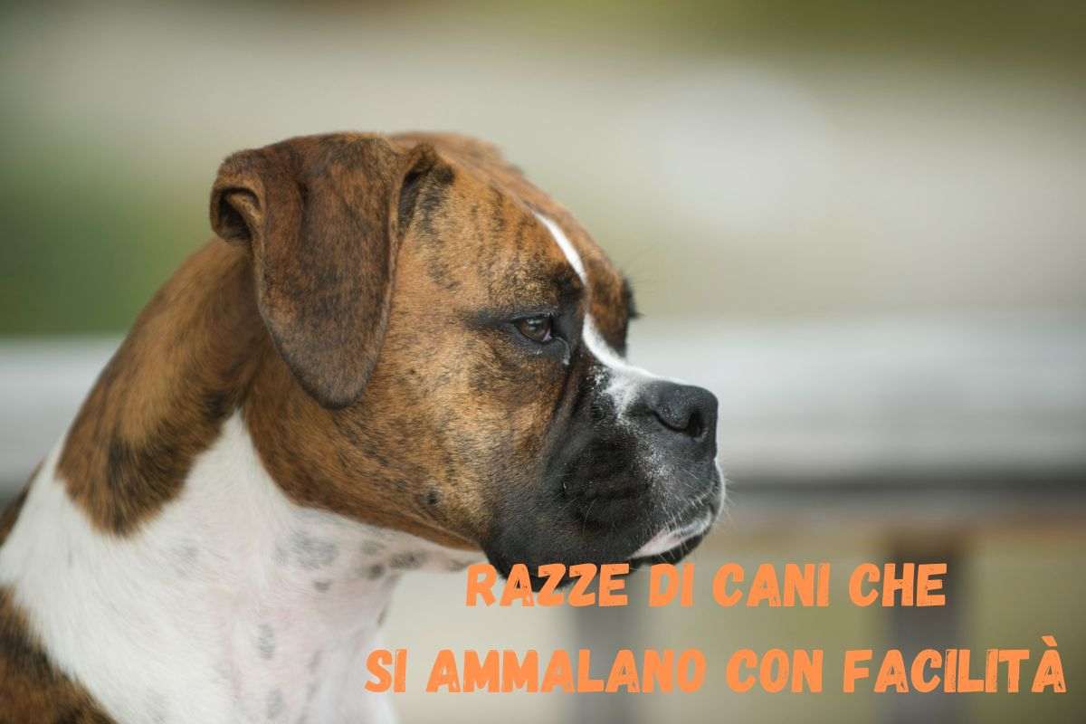 Razze canine che si ammalano con facilità