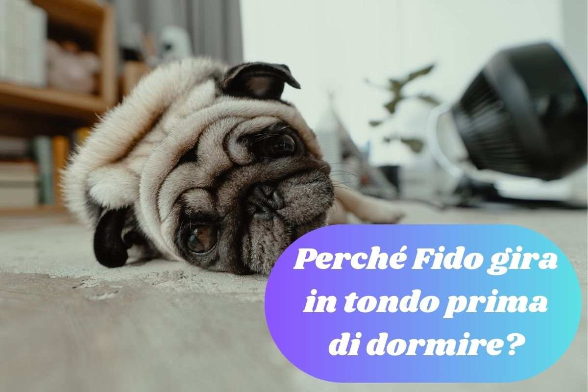 Il cane gira in tondo prima di dormire