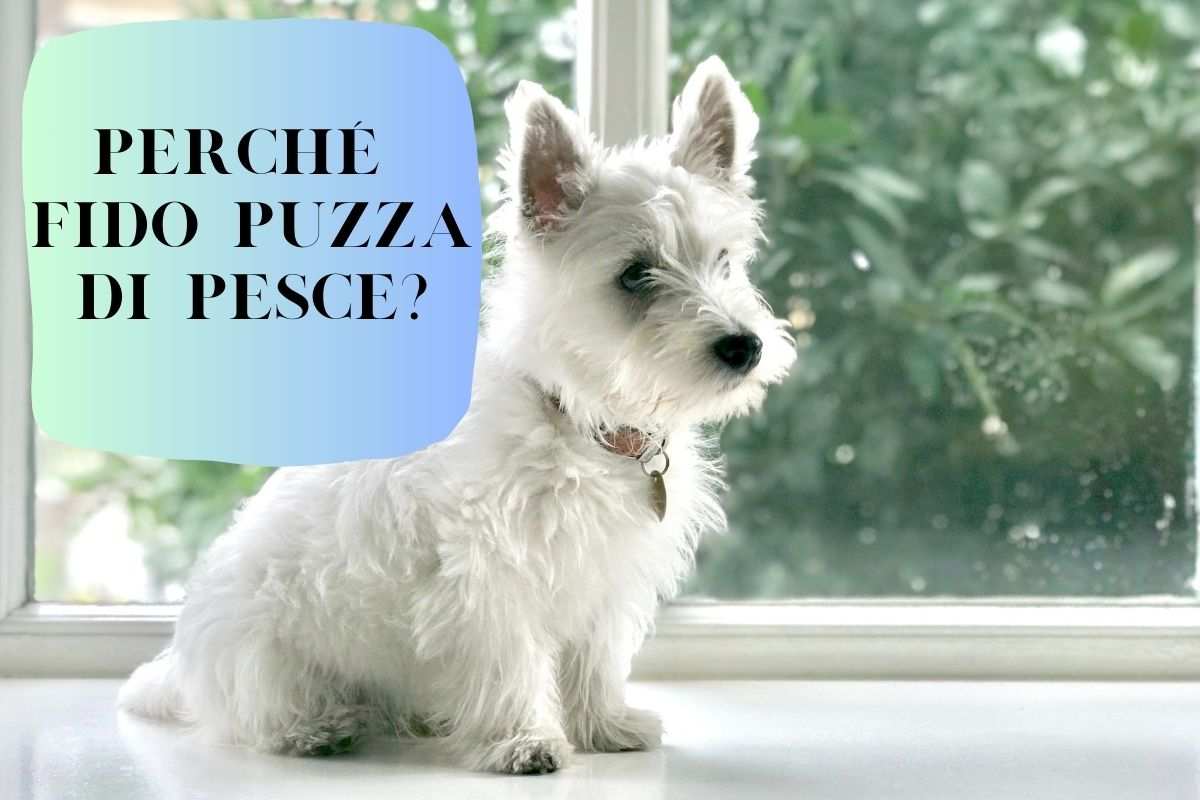 Puzza di pesce nel cane