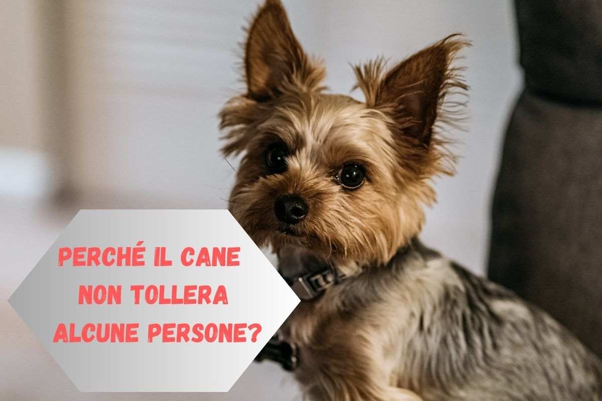 Perché il cane non tollera alcune persone