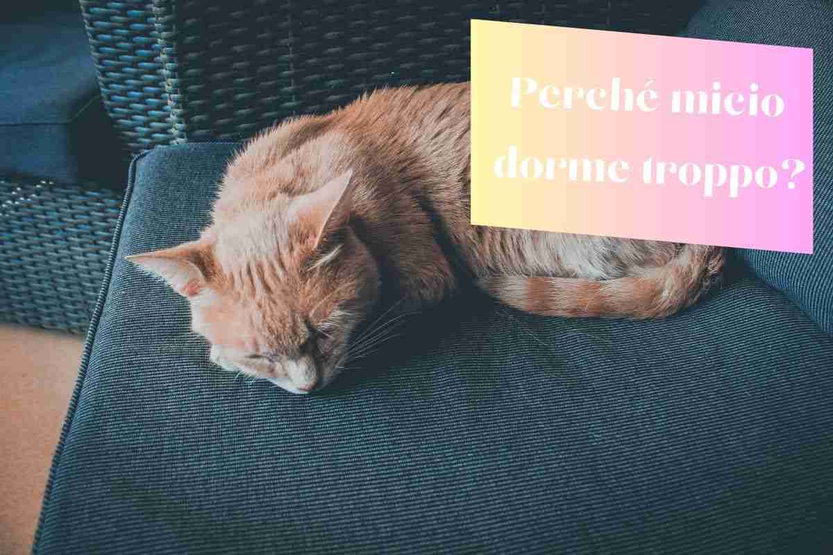 Il gatto dorme per troppe ore