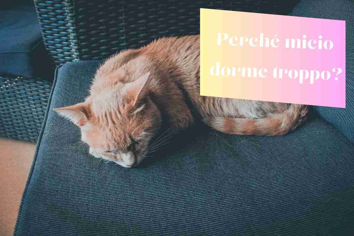 Perché micio dorme troppo