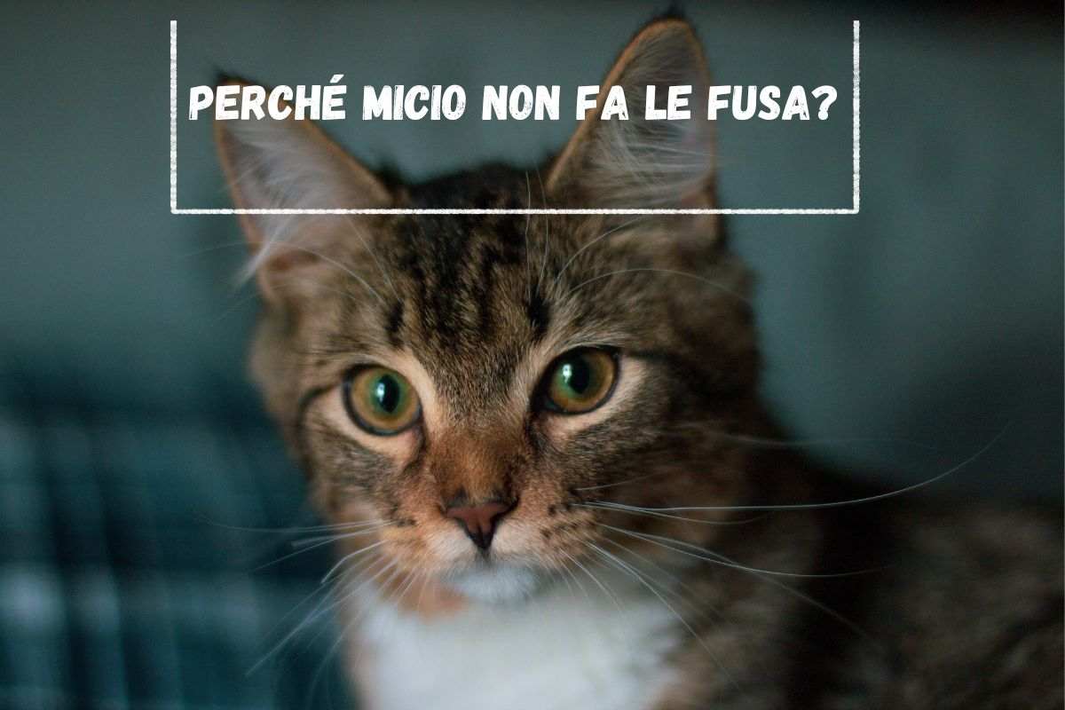 Perché micio non fa le fusa