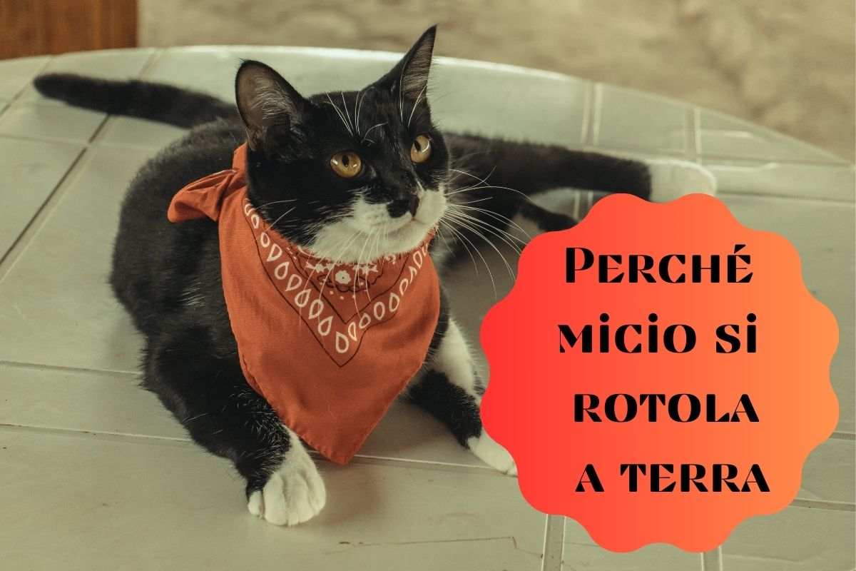 Il gatto si rotola per terra
