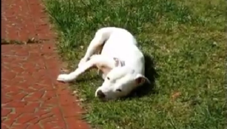 Pitbull bianco