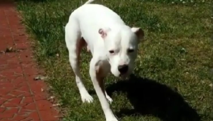 Pitbull tre zampe