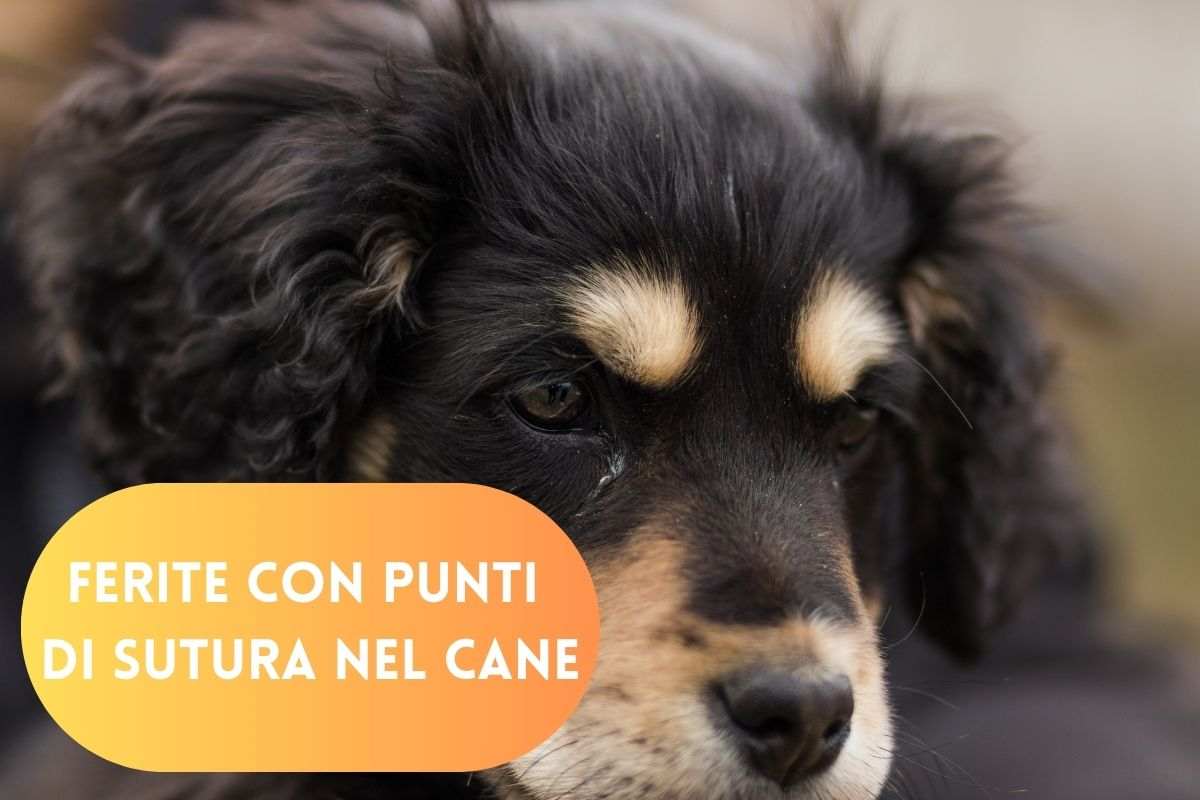 Punti di sutura nel pet