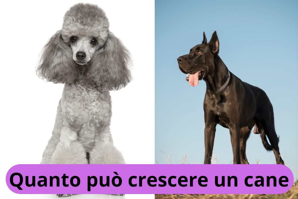 Quanto può crescere un cane: la tabella in base all