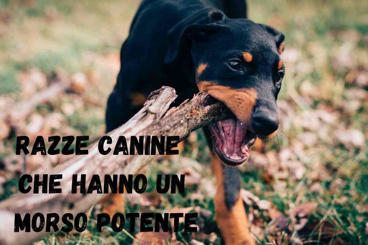Cani con un morso potente