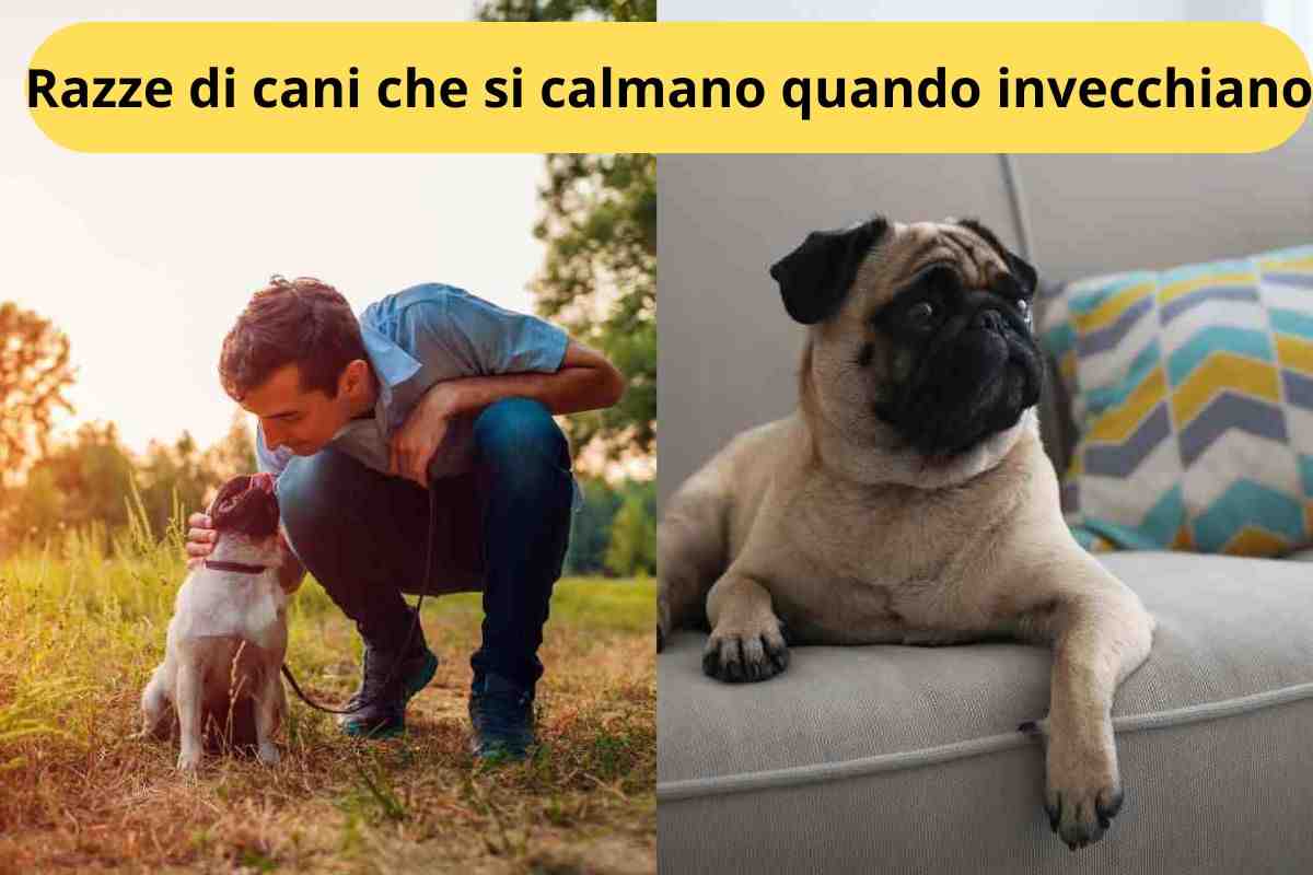 Carlino da cucciolo e da adulto