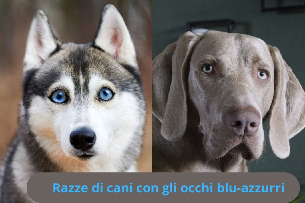 Occhi Blu azzurri Tutte Le Razze Di Cani Con Questa Particolarit 