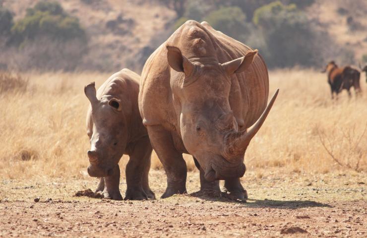 Il cucciolo di rinoceronte si ritira