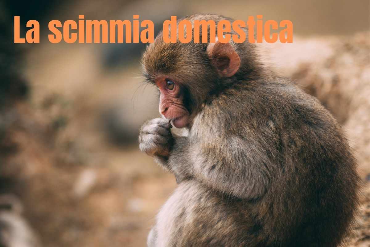 Adottare una scimmia: quali sono le regole e i divieti da conoscere  --- (Fonte immagine: https://www.velvetpets.it/wp-content/uploads/2023/10/Scimmia-domestica.jpg)
