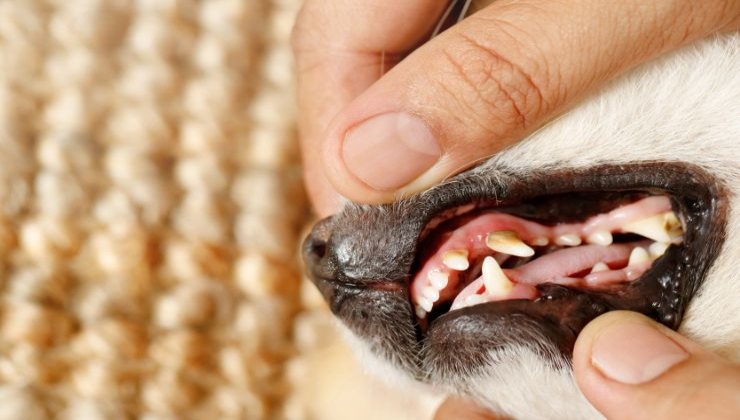 Controllare i denti del cane