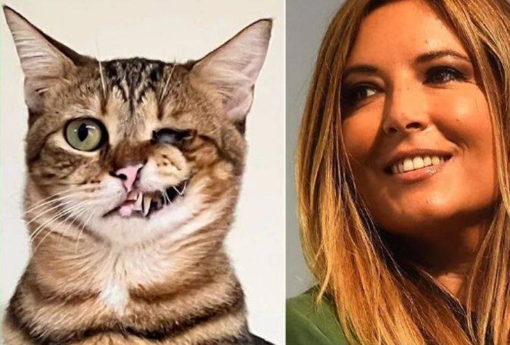 Selvaggia Lucarelli Harvey gatto