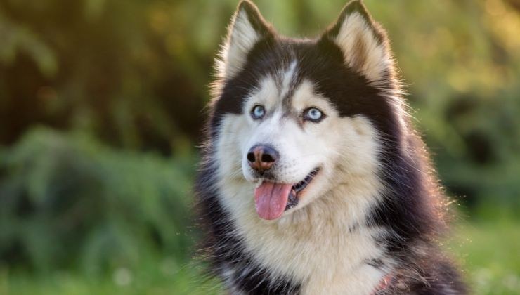 Siberian Husky