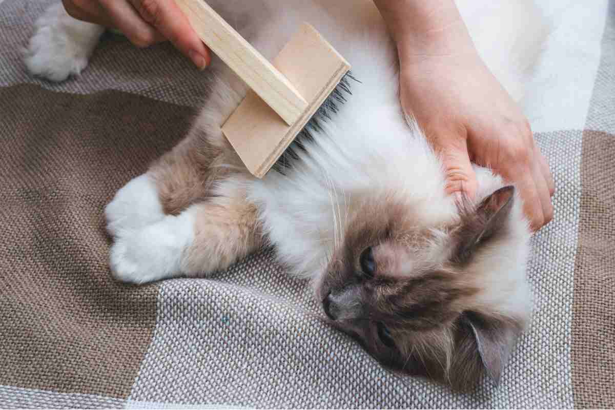 Spazzolare il pelo del gatto