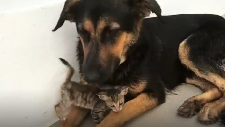 Toast con il gattino
