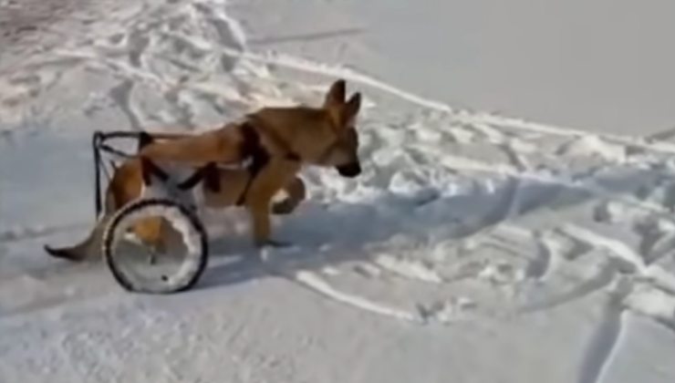 cane sulla sedia a rotelle