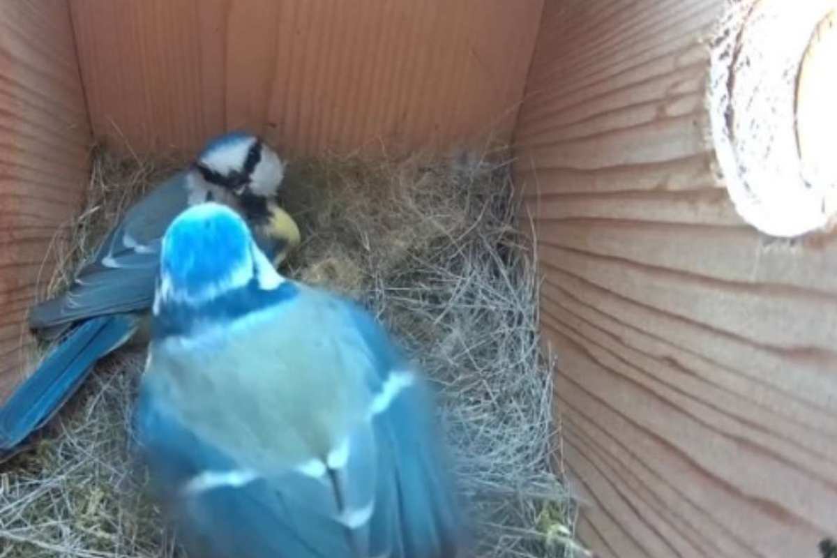 Gli uccellini nel loro nido