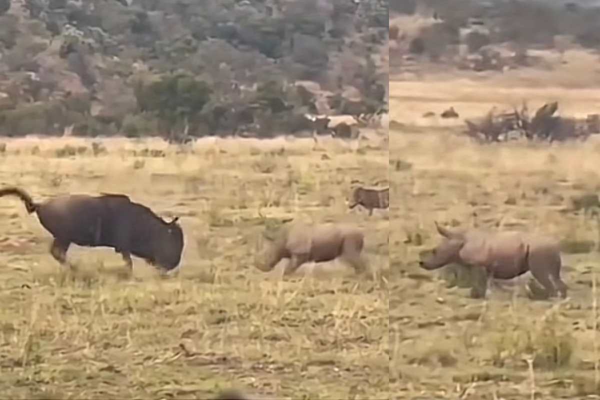 Cucciolo di rinoceronte attacca uno gnu