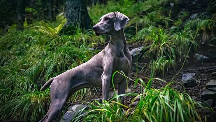 Weimaraner