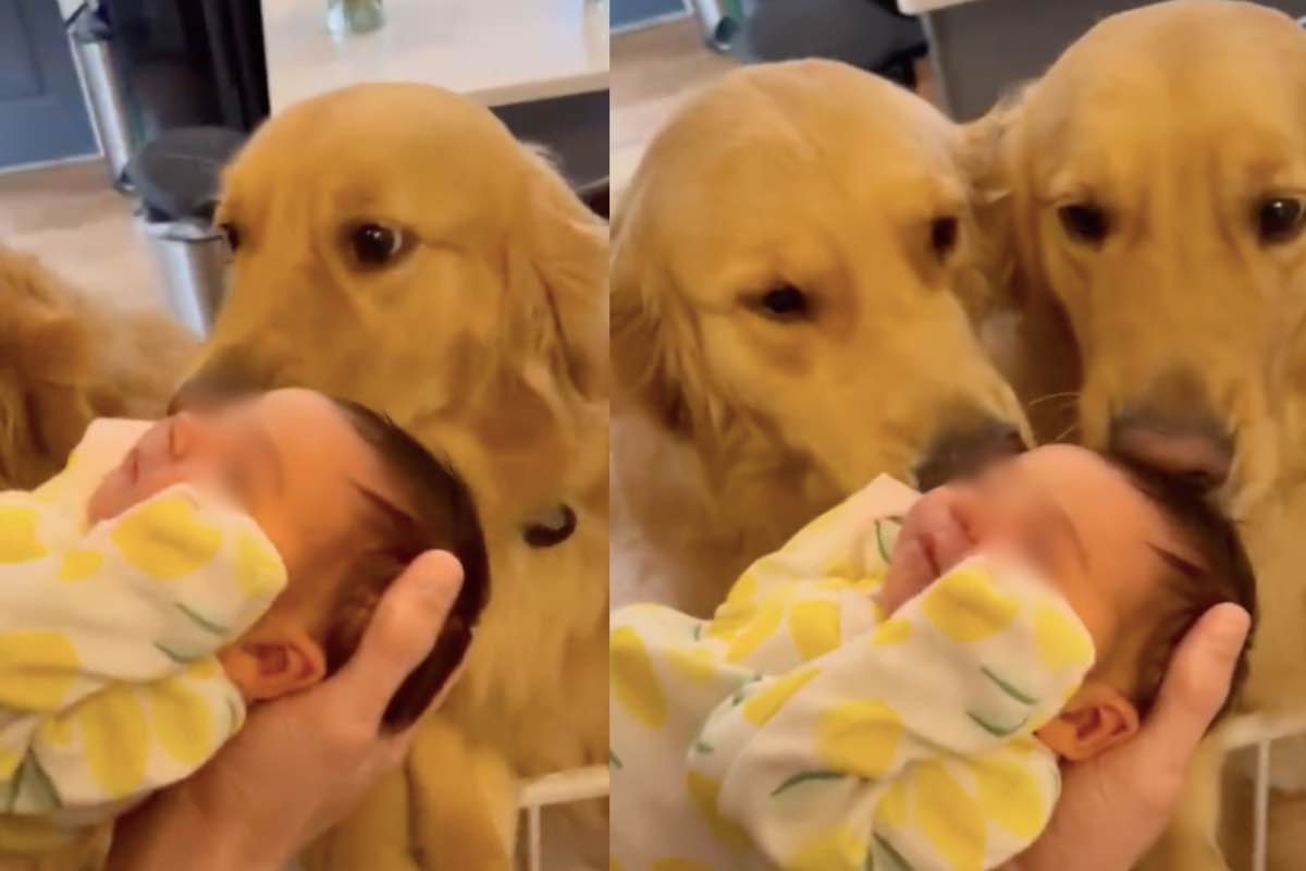 golden retriever neonata casa
