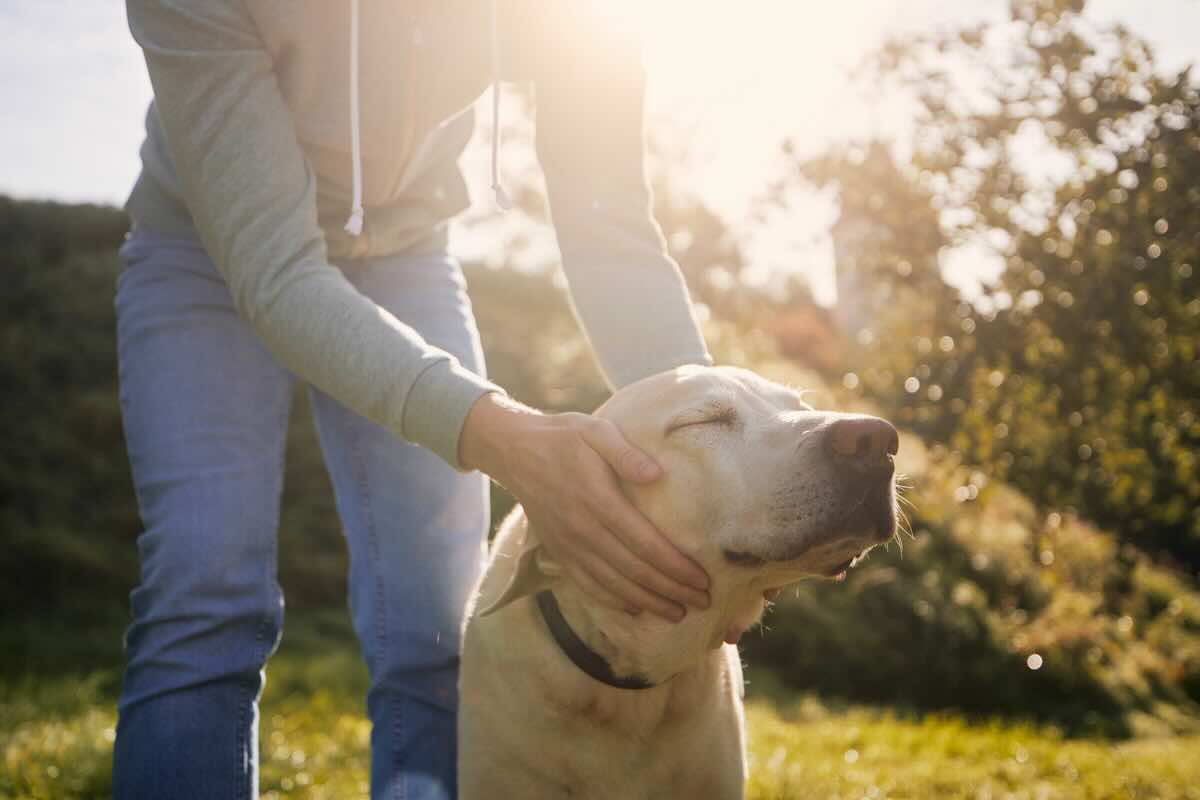 Cane: come accarezzarlo