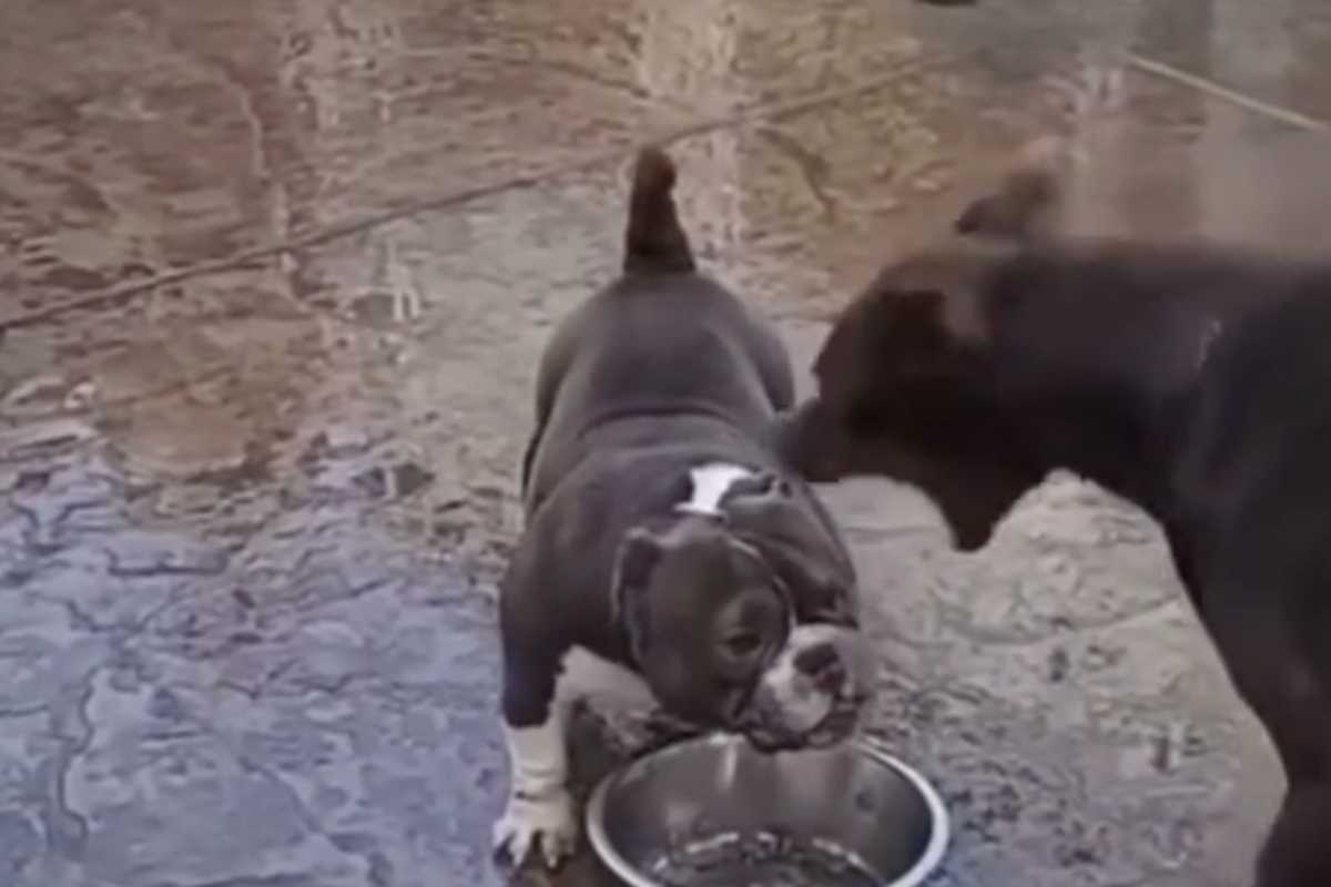 doberman e bully litigano