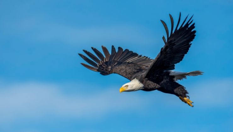 águila cangrejo