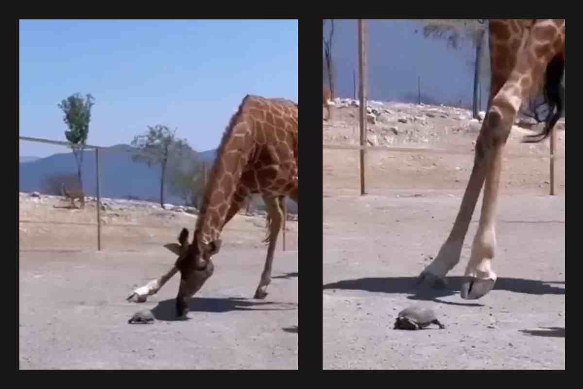 Animali a confronto, giraffe e tartaruga