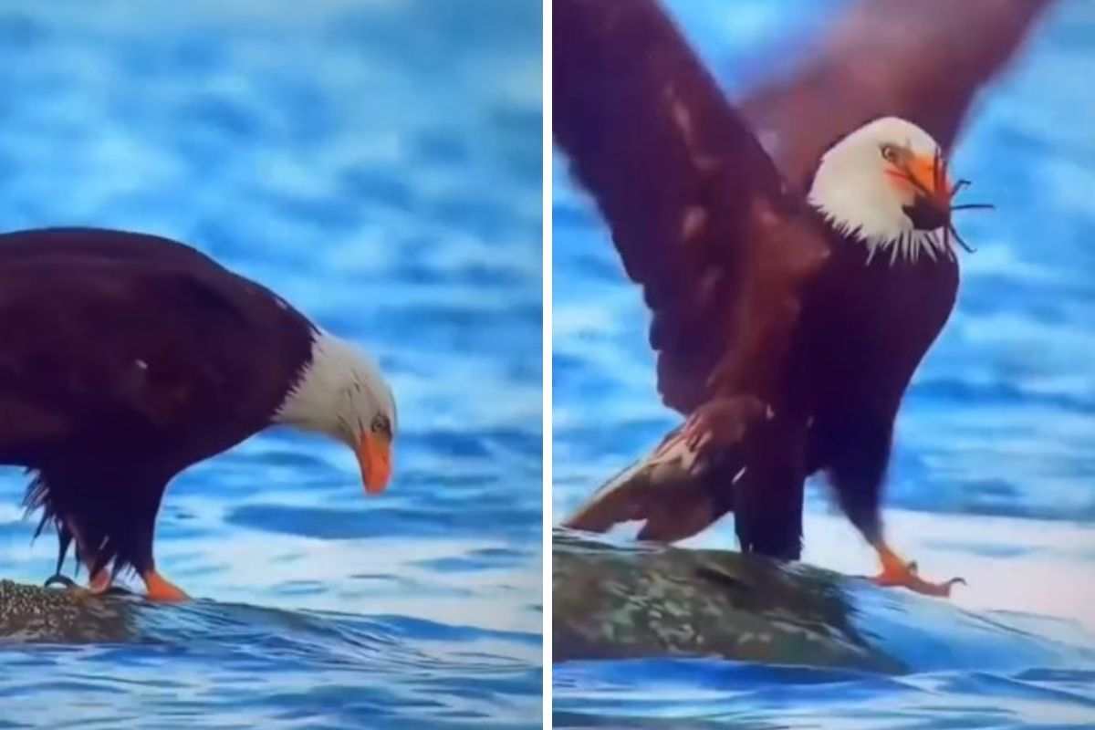 Sí, un cangrejo puede ahuyentar a un águila.  video