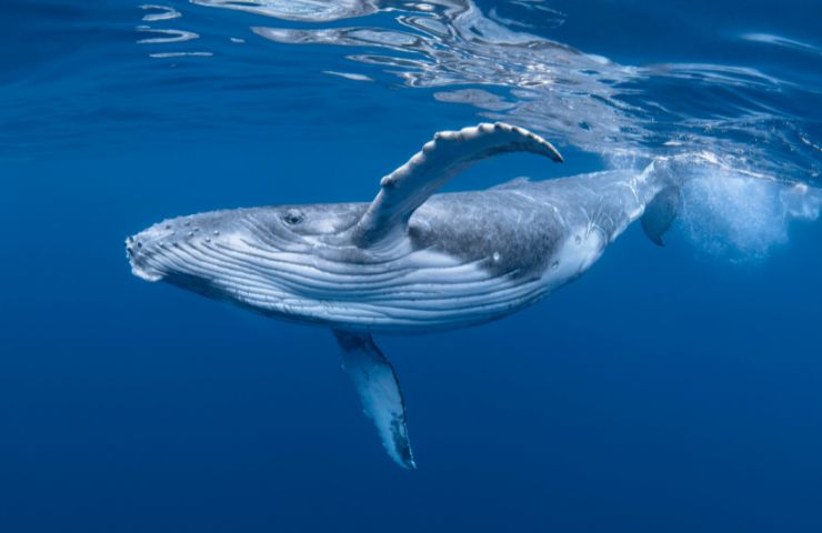balena esemplare enorme
