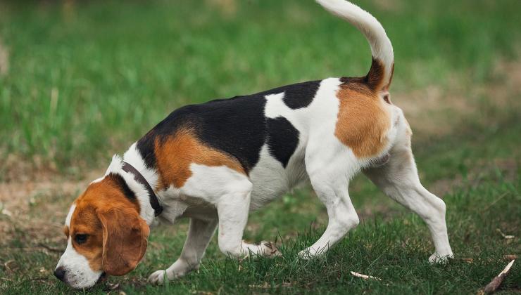 Beagle sul prato 