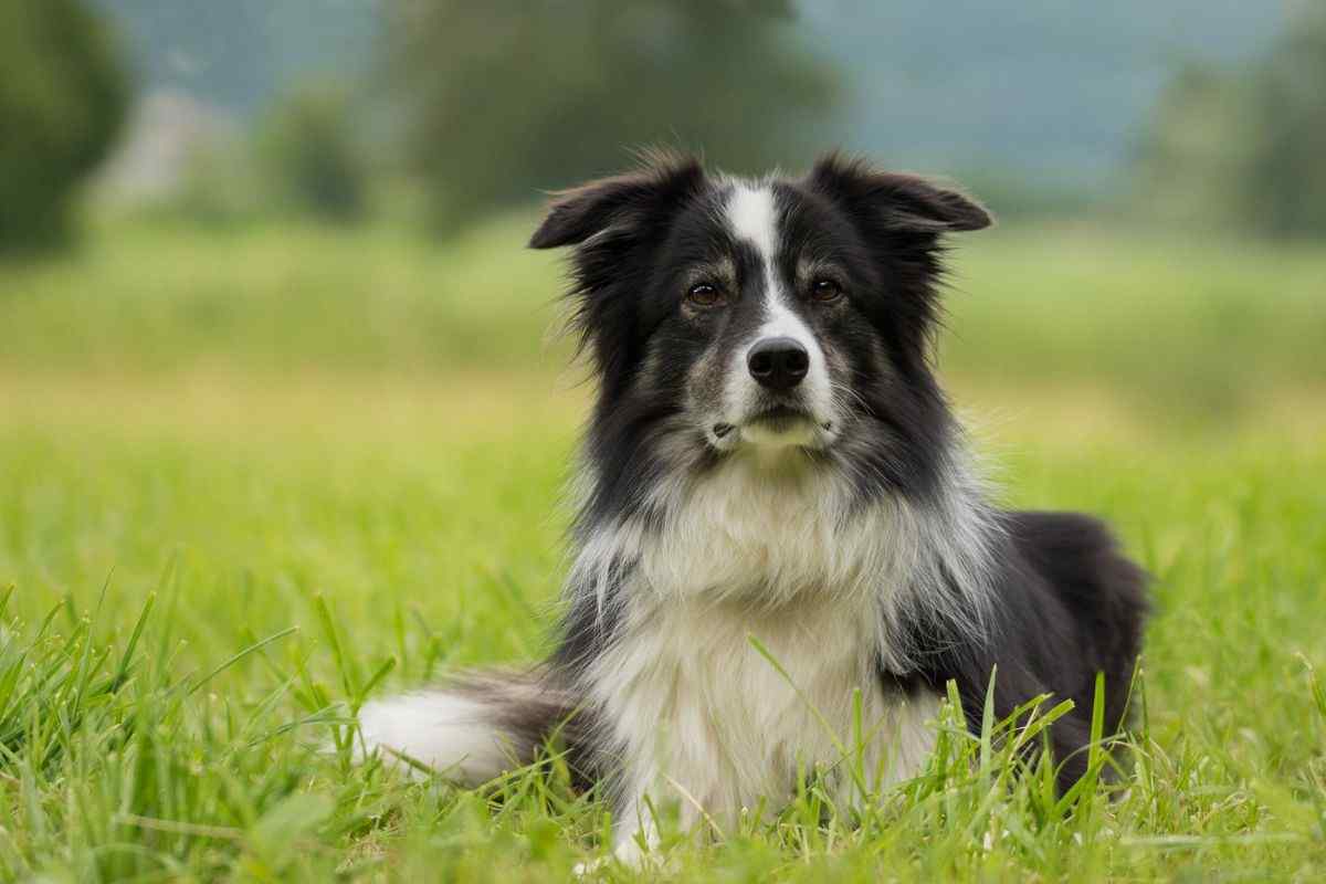 Il cane è salvo