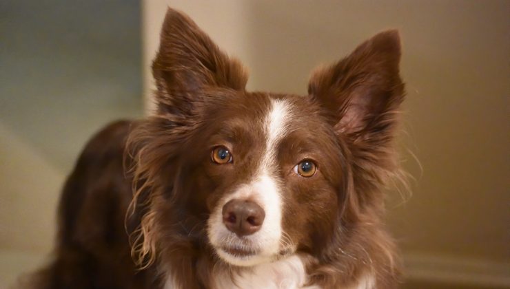 Border Collie 