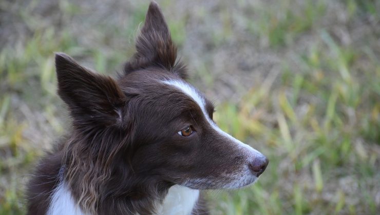 Border Collie triste 