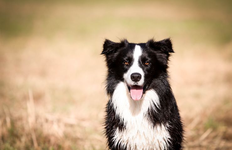 border collie cane pastore