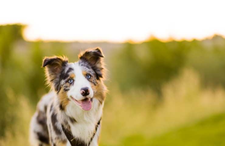 border collie razza canina