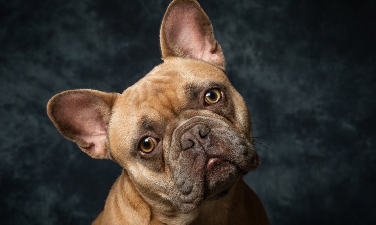 bulldog cane scherzo
