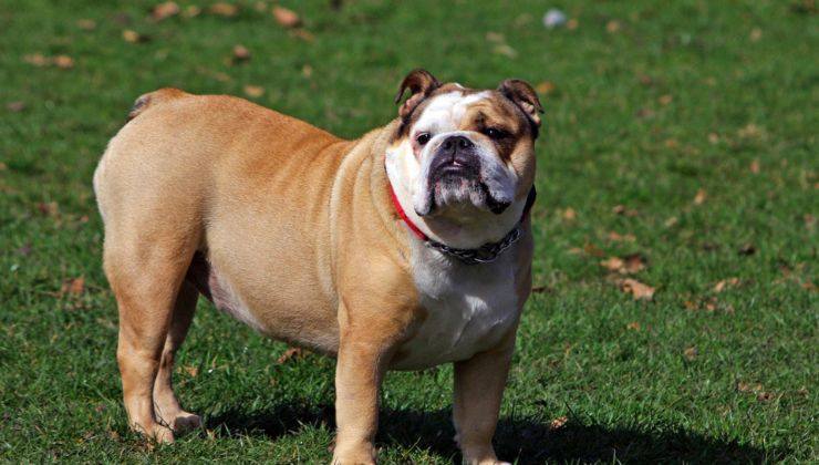 razza bulldog