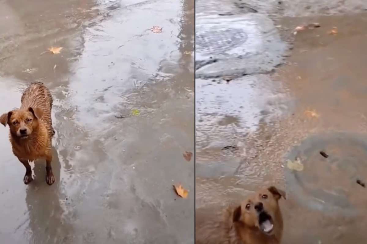 cagnolina chiede aiuto