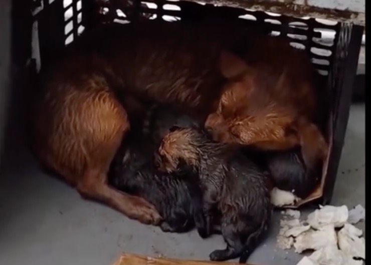 La cagnolina tratta in salvo da un gentile sconosciuto, sopravvivono anche i suoi cuccioli