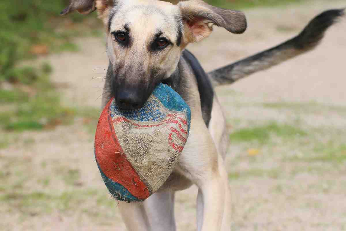 Cagnolina porta doni